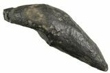 Fossil Sperm Whale (Scaldicetus) Tooth - South Carolina #340761-1